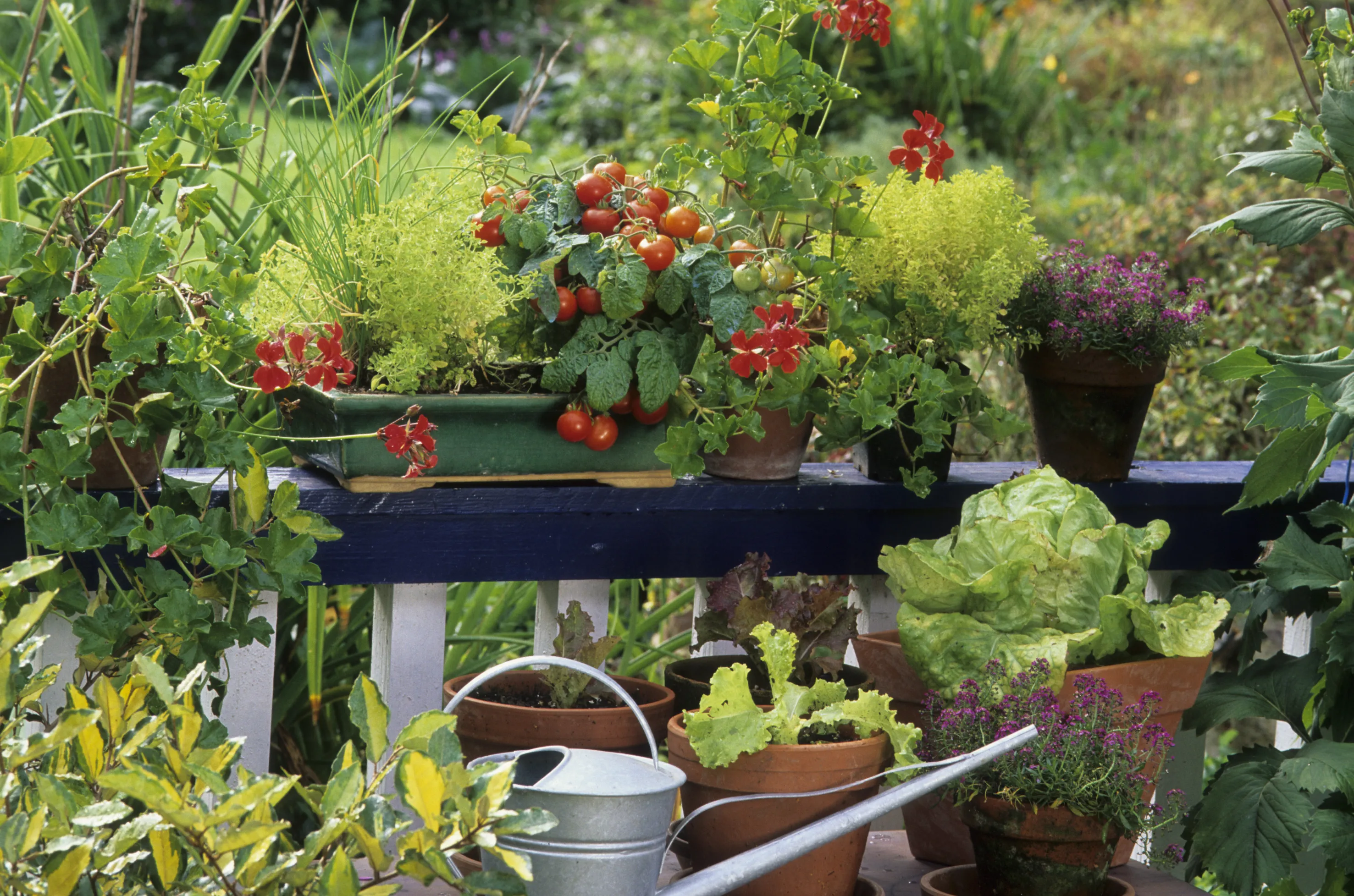 COVID-19 Faites votre jardin