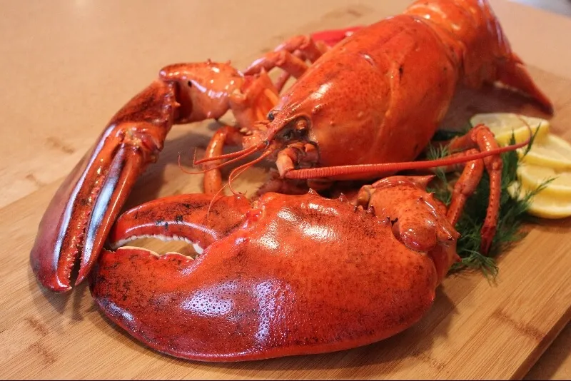 Homard bouilli