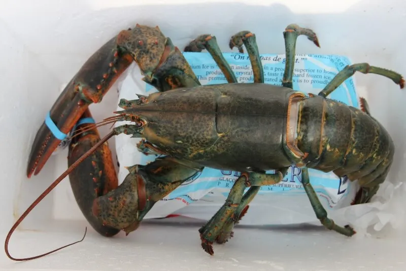 Homard bouilli