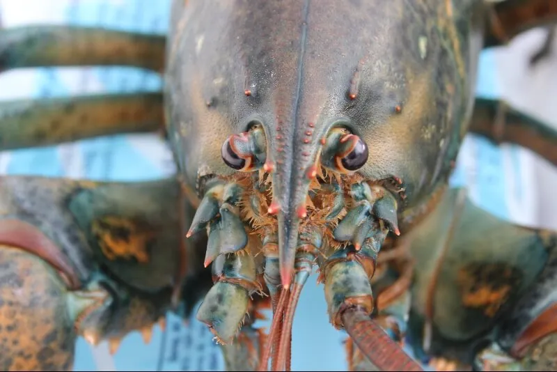 Homard bouilli