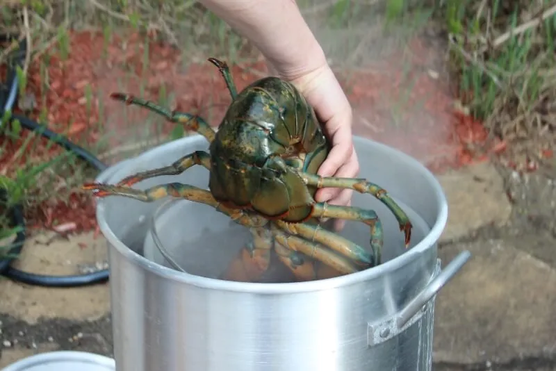 Homard bouilli